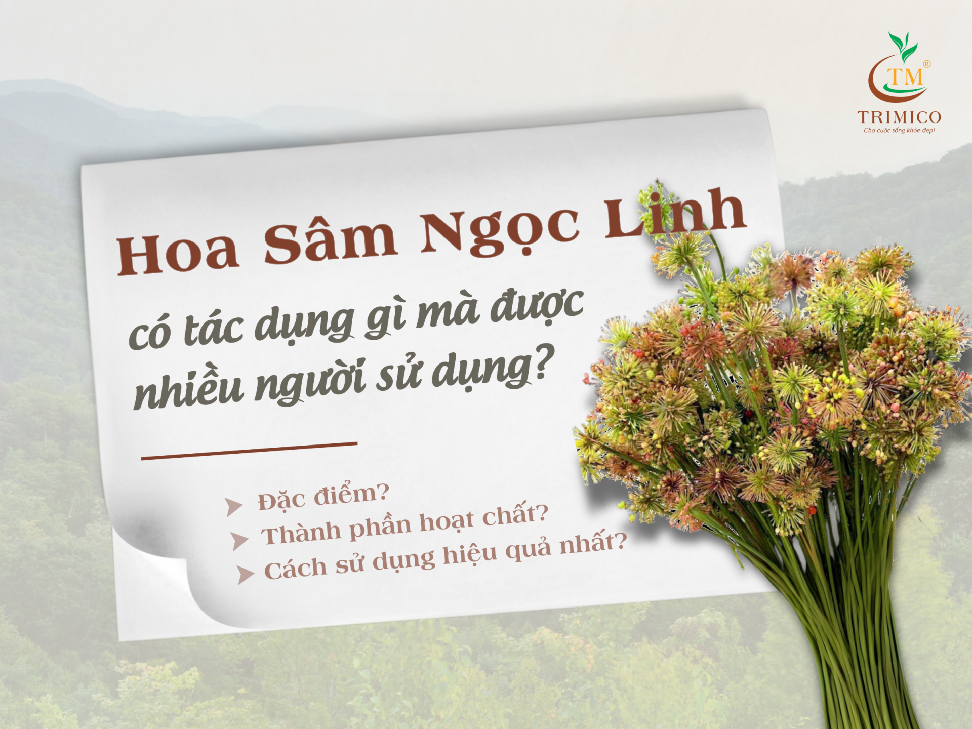 Hoa sâm Ngọc Linh có tác dụng gì